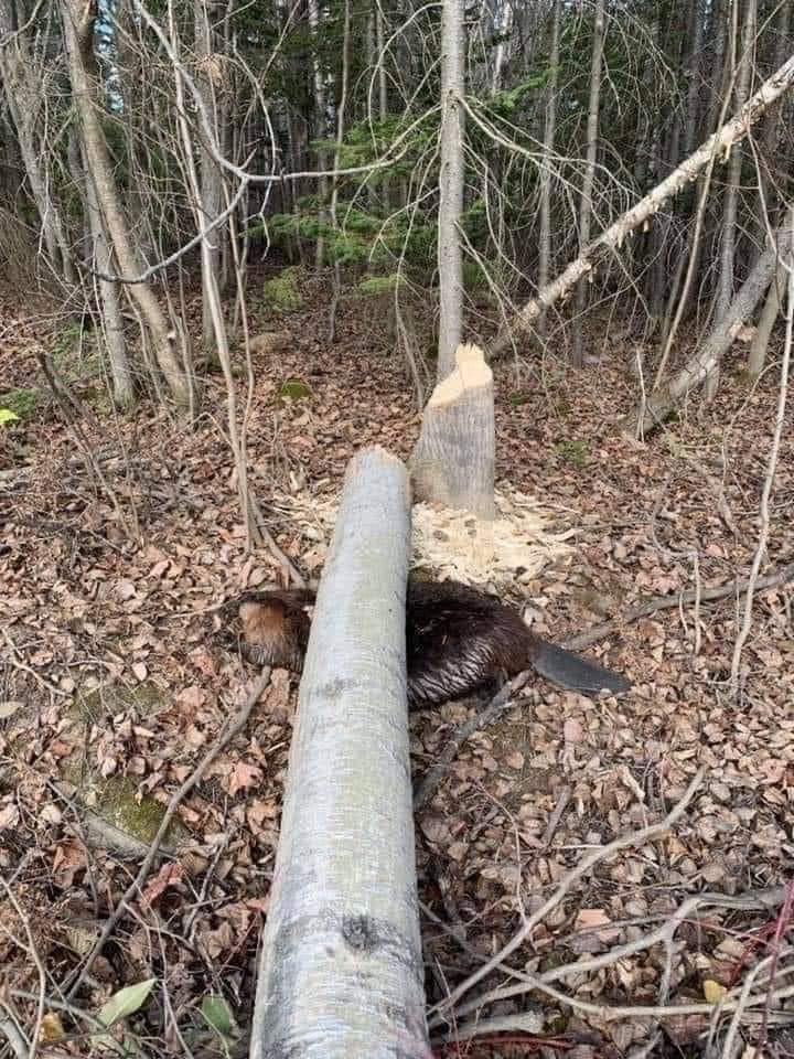Бобер